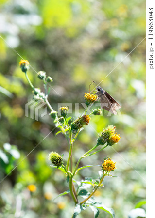 センダングサの蜜を吸うオオチャバネセセリ 119663043