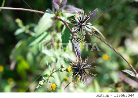 センダングサ（ひっつきむし） 119663044