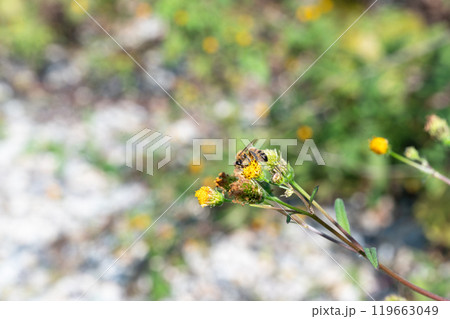 せんだん草の蜜を吸うミツバチ 119663049
