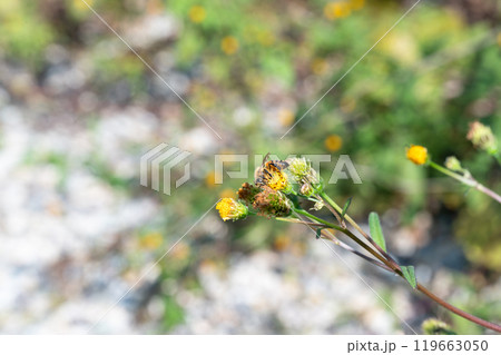せんだん草の蜜を吸うミツバチ せんだん草の蜜を吸うミツバチ 119663050