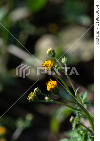 センダングサの花（ひっつきむし） 119663054