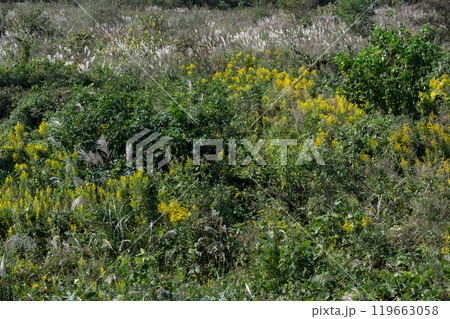 雑草の生える草むらの風景 雑草の生える草むらの風景 119663058