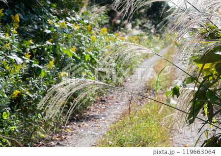 草むらのススキ 草むらのススキ 119663064