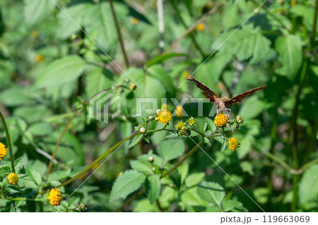 せんだん草と蜜を吸うキタテハ 119663069