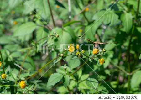 せんだん草と蜜を吸うキタテハ 119663070