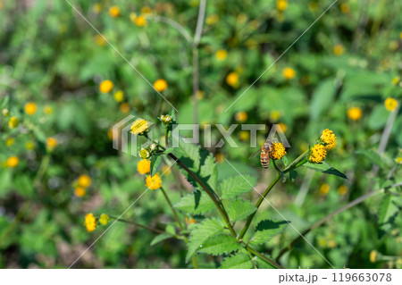 せんだん草の蜜を吸うミツバチ せんだん草の蜜を吸うミツバチ 119663078