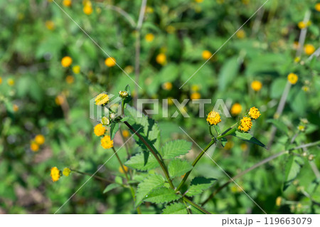 センダングサの花（ひっつきむし） 119663079