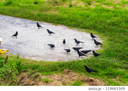 餌をもらいに来たカラス 119663369