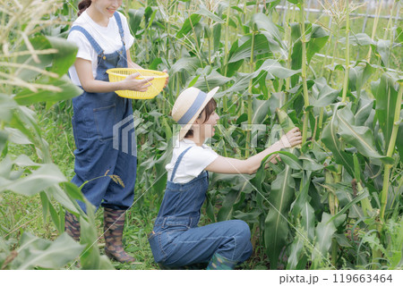 野菜を収穫している若い女性達 野菜を収穫している若い女性達 119663464