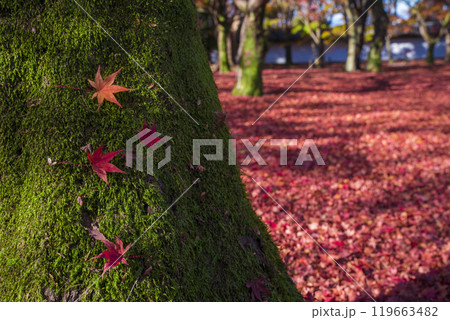 京都　晩秋の東福寺　散紅葉 119663482