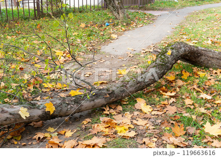 forest background chair trunk road en outdoor one green parkbench old leaf pebble nobody tree park 119663616
