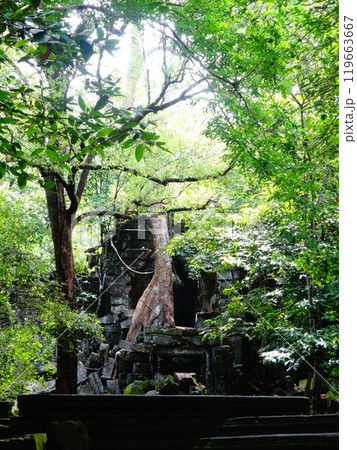 【カンボジア】木々に覆われたベン・メリア遺跡の建造物（シェムリアップ） 119663667