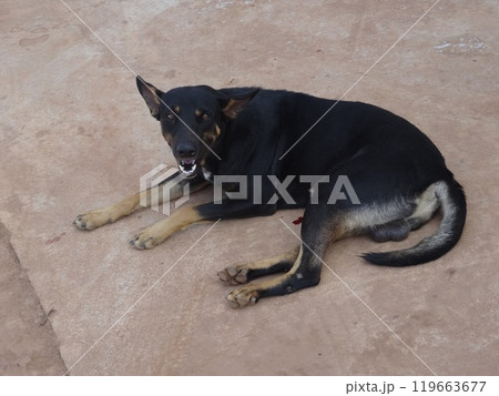 【カンボジア】口を開けてこちらを見ている黒い大型の野良犬(シェムリアップ) 【カンボジア】口を開けてこちらを見ている黒い大型の野良犬(シェムリアップ) 119663677