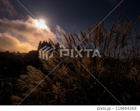 秋風に揺れる薄 119664268