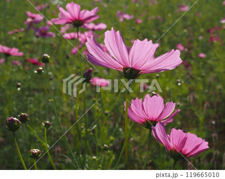 奈良県 藤原京跡のコスモス 奈良県 藤原京跡のコスモス 119665010