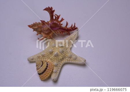 沖縄のお土産 ヒトデと貝殻 沖縄のお土産 ヒトデと貝殻 119666075