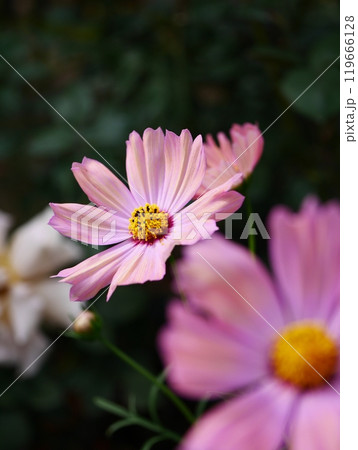 秋桜 秋桜 119666128