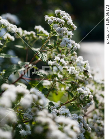 白花西洋フジバカマ 白花西洋フジバカマ 119666173