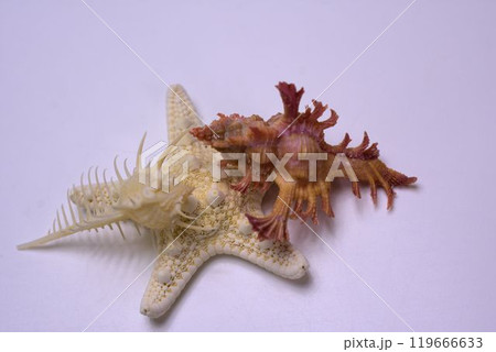 沖縄のお土産 ヒトデと貝殻 沖縄のお土産 ヒトデと貝殻 119666633