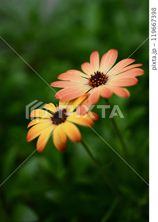 秋の花壇に咲くオステオスペルマム 秋の花壇に咲くオステオスペルマム 119667398