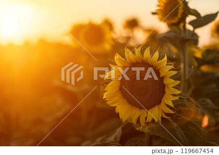 A beautiful field of sunflowers against the sky in the evening light of a summer sunset. Sunbeams through the flower field. Natural background. Copy space. A beautiful field of sunflowers against the sky in the evening light of a summer sunset. Sunbeams through the flower field. Natural background. Copy space. 119667454