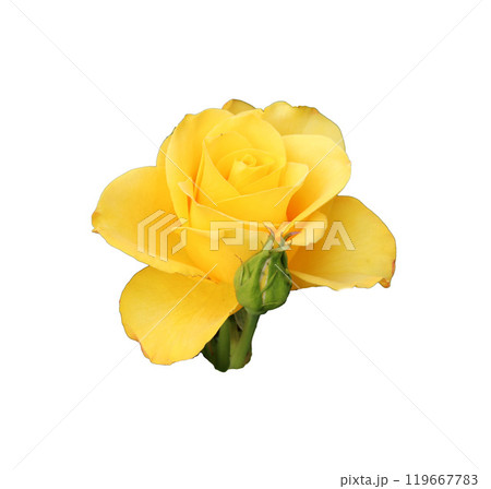 Yellow rose flower with bud - color photo on white background, isolate for design Yellow rose flower with bud - color photo on white background, isolate for design 119667783
