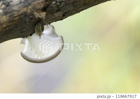 キノコに裏にいた小さなカタツムリ キノコに裏にいた小さなカタツムリ 119667917