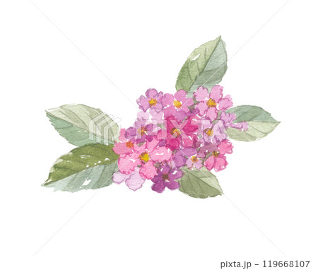 水彩で描いたバナバ　オオバサルスベリ　花と葉 119668107
