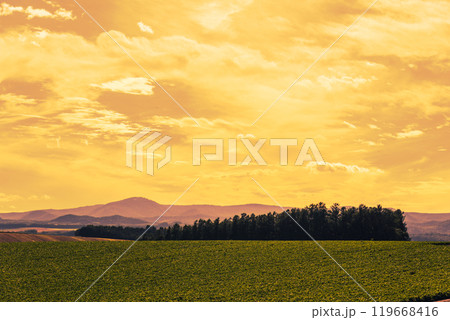 【美瑛町　名も無い森林と山の夕景】 119668416