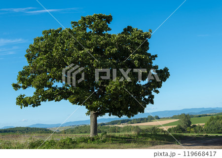 【セブンスターの木　秋の風景】 119668417