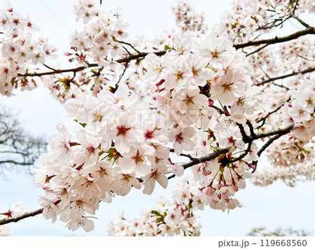 綺麗なアップの桜と空 119668560
