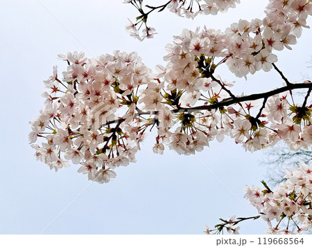 青空と満開の桜 119668564