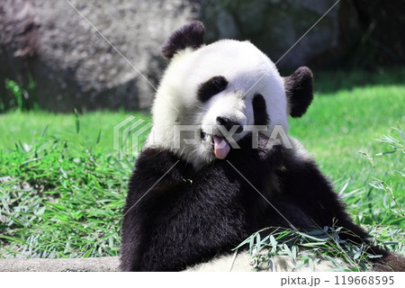 舌を出す可愛いパンダ結浜 119668595
