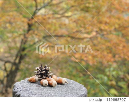 秋のイメージ素材、どんぐりと松ぼっくりと紅葉 秋のイメージ素材、どんぐりと松ぼっくりと紅葉 119668707