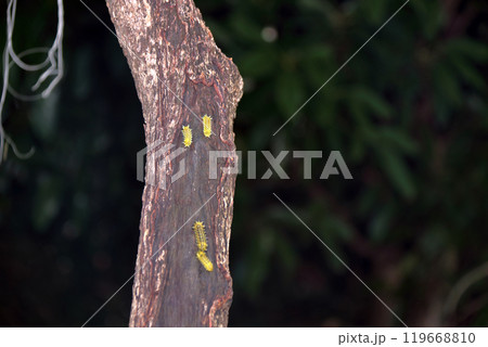 イラガは毒のある毛を持つ蛾 119668810