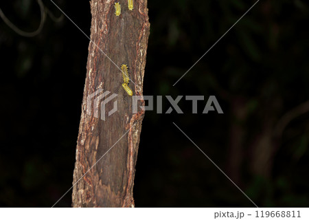 イラガは毒のある毛を持つ蛾 119668811