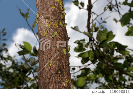 イラガは毒のある毛を持つ蛾 イラガは毒のある毛を持つ蛾 119668812
