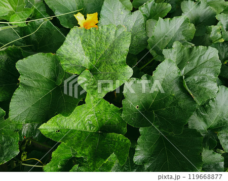 Green leaves on pumpkin plants 119668877