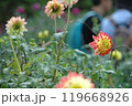 秋分過ぎの町田ダリア園のカラフルなダリア 119668926