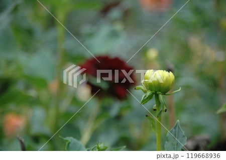 秋分過ぎの町田ダリア園のカラフルなダリア 119668936