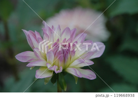 秋分過ぎの町田ダリア園のカラフルなダリア 秋分過ぎの町田ダリア園のカラフルなダリア 119668938