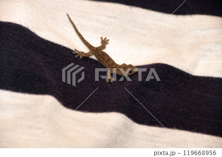 ニホンヤモリGekko japonicusトカゲヤモリ ニホンヤモリGekko japonicusトカゲヤモリ 119668956