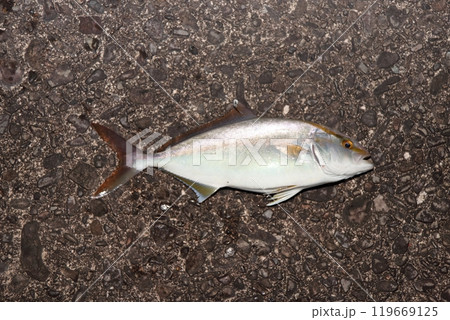 カンパチ シオ 間八 勘八 カンパチ シオ 間八 勘八 119669125