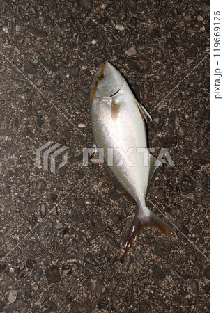 カンパチ シオ 間八 勘八 119669126