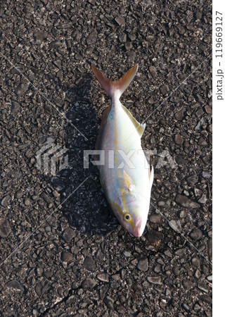 カンパチ シオ 間八 勘八 119669127