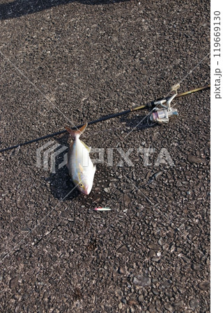 カンパチ シオ 間八 勘八 カンパチ シオ 間八 勘八 119669130