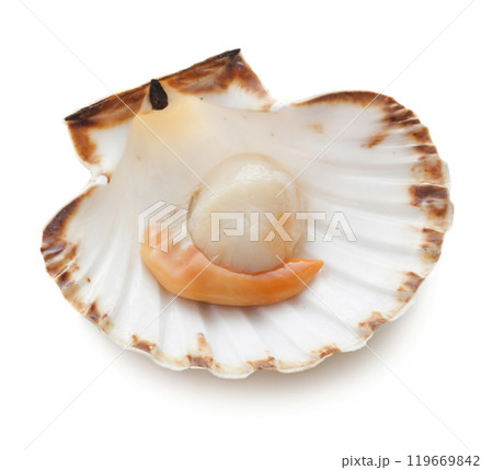 Raw scallop on white background Raw scallop on white background 119669842