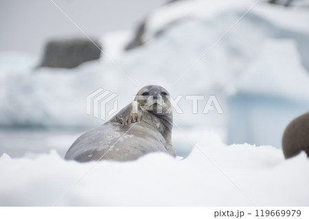 Close-up of a Weddell seal -Leptonychotes weddellii- resting on a small iceberg near Danco Island on the Antarctic peninsula Close-up of a Weddell seal -Leptonychotes weddellii- resting on a small iceberg near Danco Island on the Antarctic peninsula 119669979