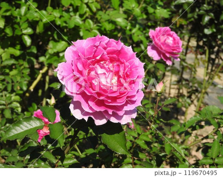 バラの花「シェエラザード」 バラの花「シェエラザード」 119670495