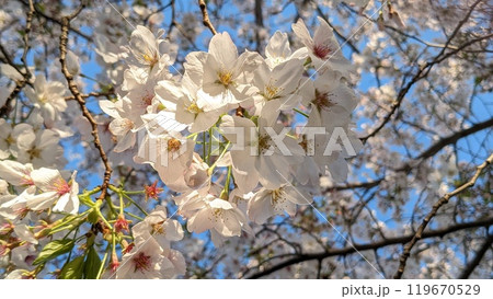 さくら 119670529